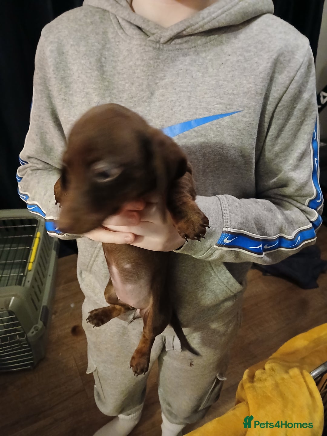 Miniature Dachshund dogs for sale: 2 x miniature  dachshund puppies for sale - Advert 2