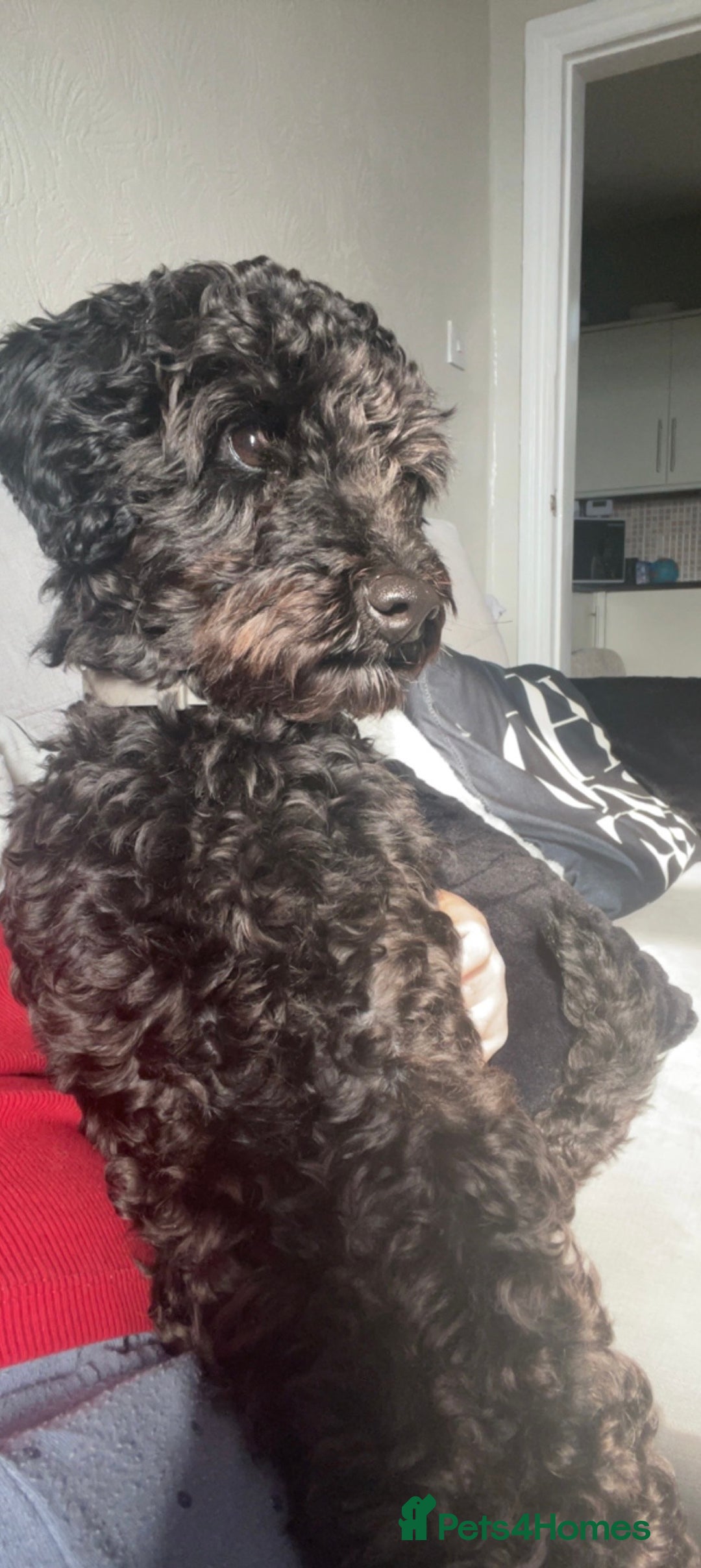Mixed Breed dogs for sale: Cavapoochon X cockapoo puppies - Image 14