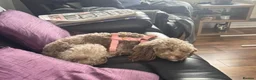Toy Poodle dogs for sale: Stunning toy poodles🐩 - Advert 13