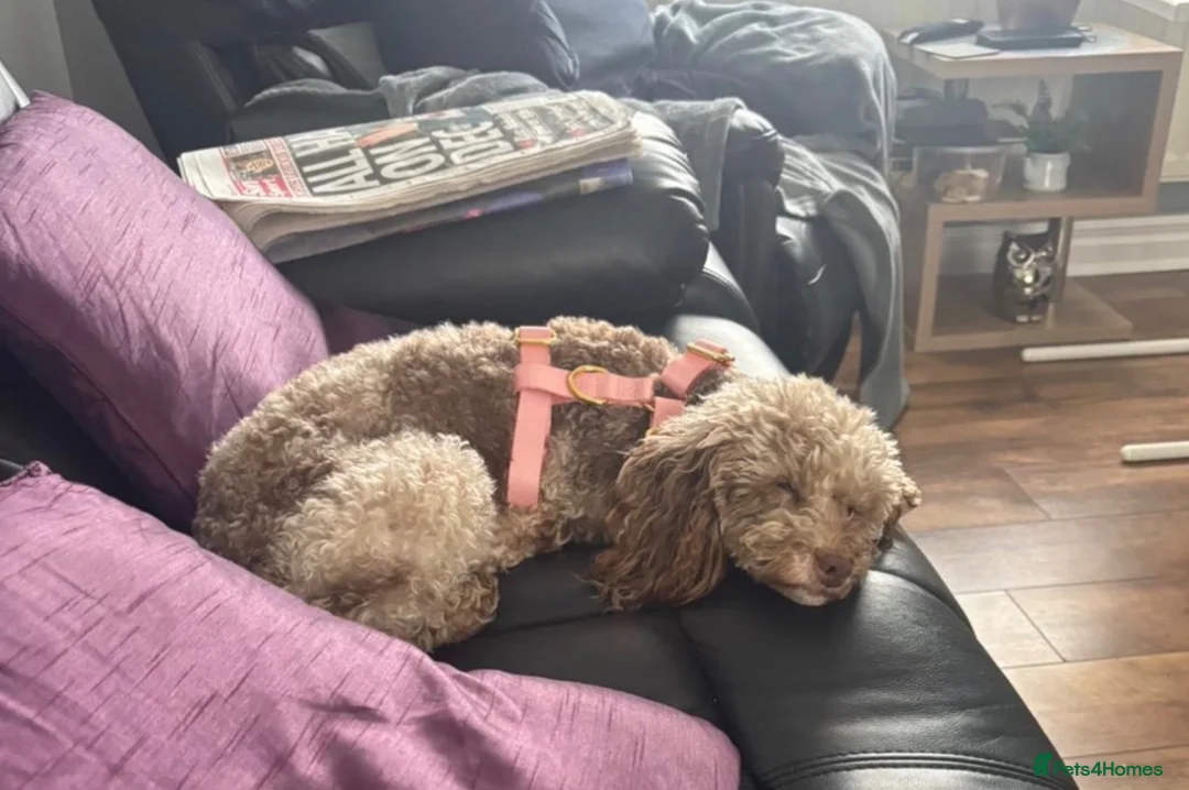 Toy Poodle dogs for sale: Stunning toy poodles🐩 - Advert 13