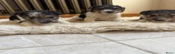 Fox Terrier dogs for sale: Fox terriers  in Middlesbrough - Advert 1