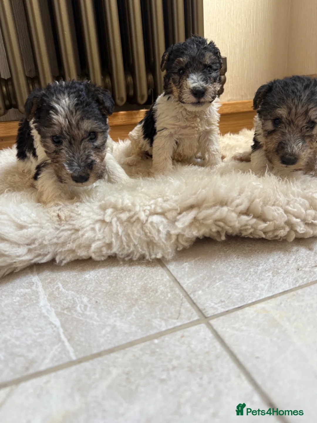 Fox Terrier dogs for sale: Fox terriers  in Middlesbrough - Advert 1