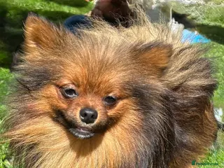 Pomeranian dogs Russian coated red sable Pomeranian puppy - Advert 11