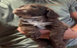 Cocker Spaniel dogs for sale: Cocker spaniel puppy’s  in Morpeth - Image 8