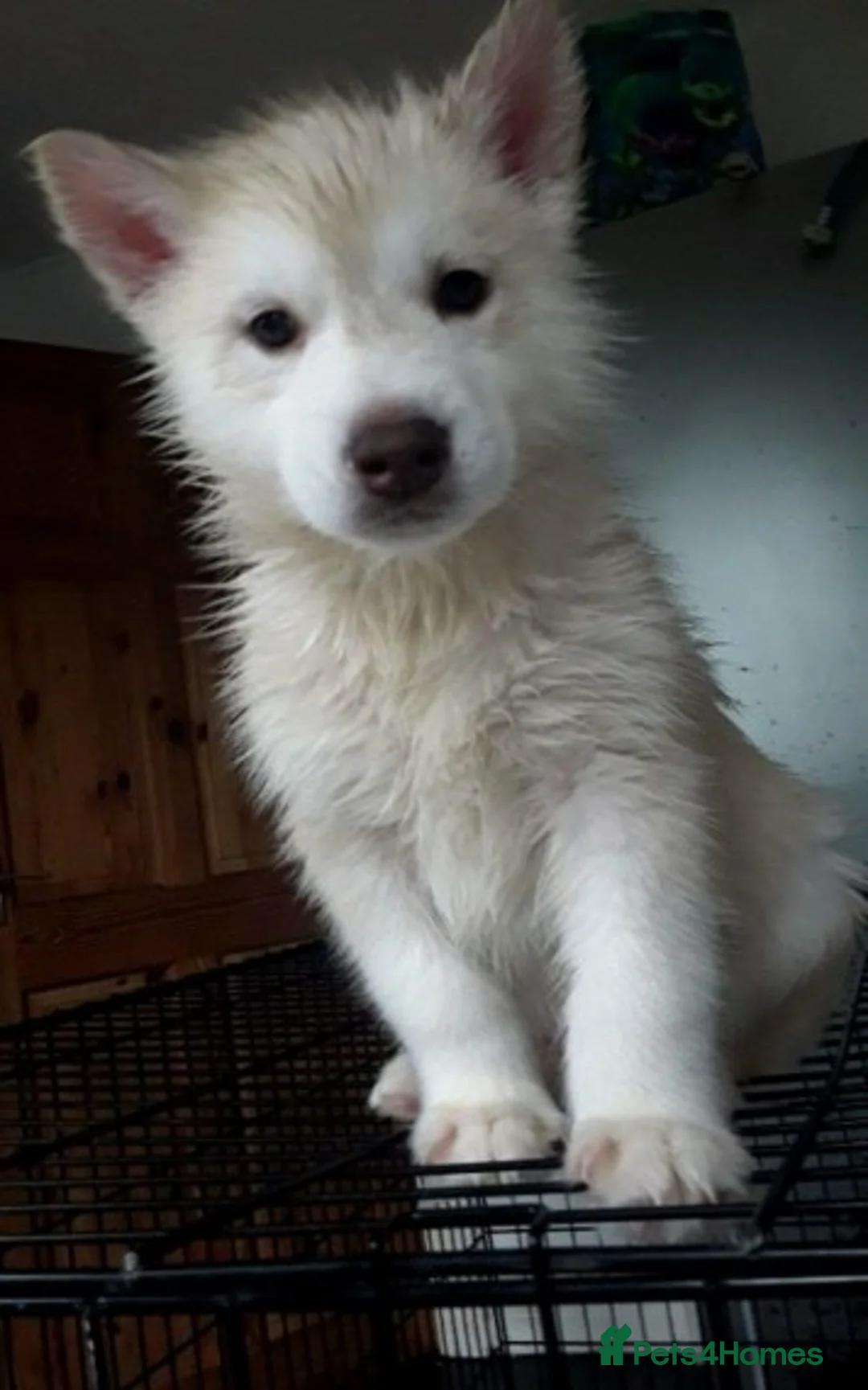 Siberian Husky dogs for stud: 1 husky males for stud - Advert 2
