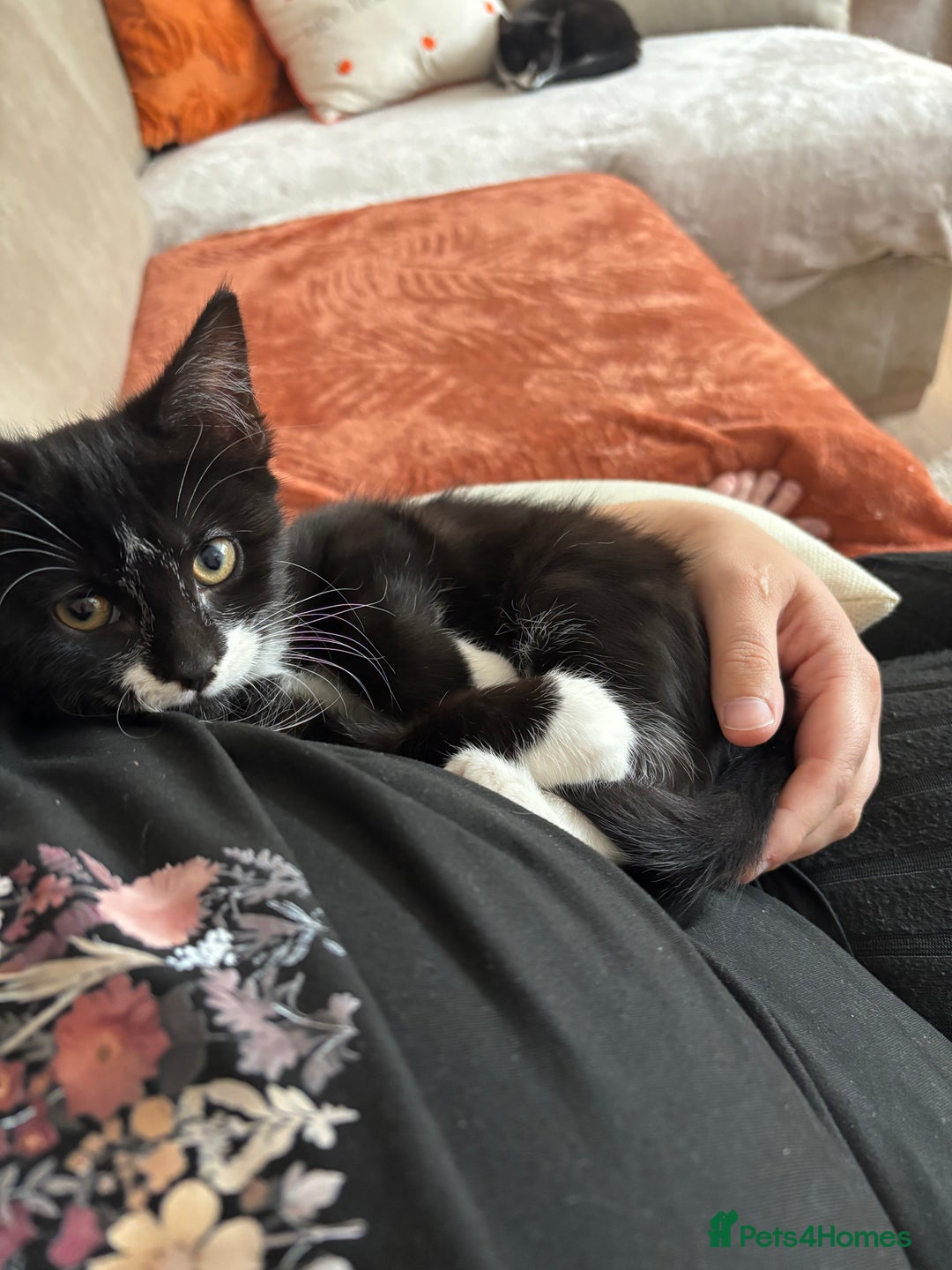 Mixed Breed cats for sale: Female kitten  - Image 8