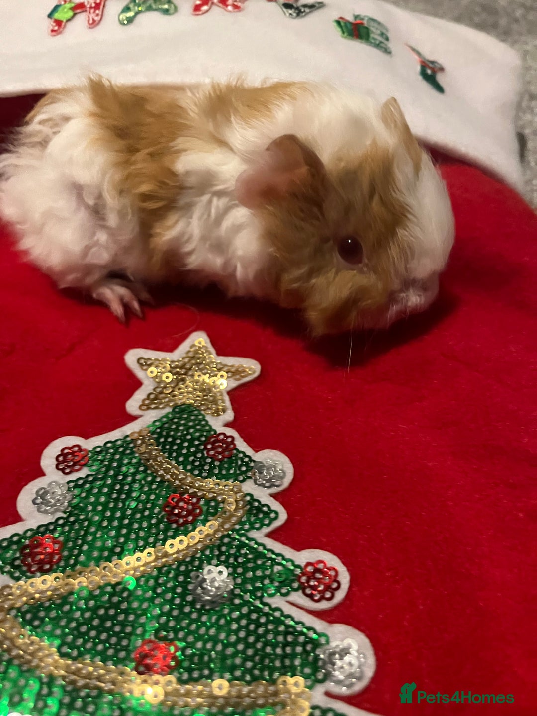 Guinea Pig rodents for sale: Boar guinea pigs looking for homes  - Advert 3