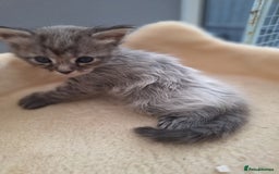 Maine Coon cats for sale: Mainecoon kittens BlackSilver smoke poly non poly - Image 14