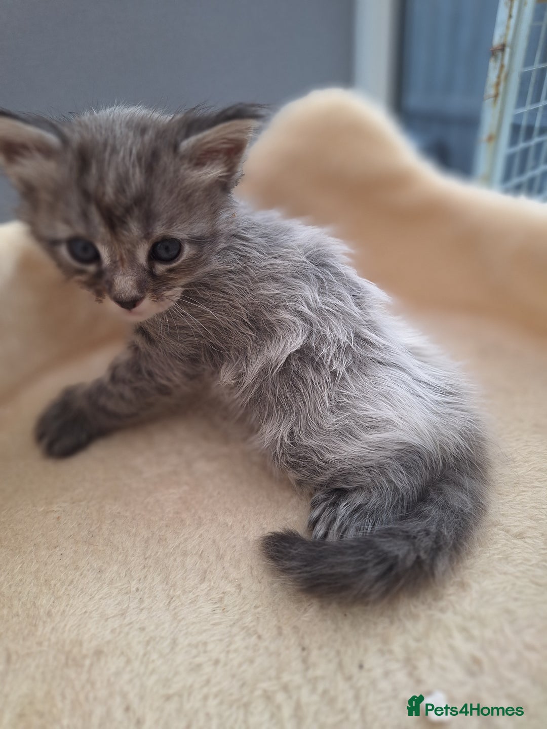 Maine Coon cats for sale: Mainecoon kittens BlackSilver smoke poly non poly - Image 14