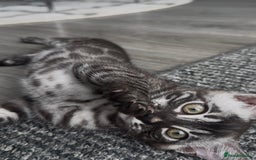 Bengal cats for sale: Breed quality silver bengal kittens 🐆💎🤍🩶🖤 - Image 13