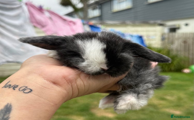 Mini Lop rabbits - Advert 2