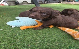 Cockerdor dogs for sale: F1 cockerdor puppies , cocker x labrador  - Image 9