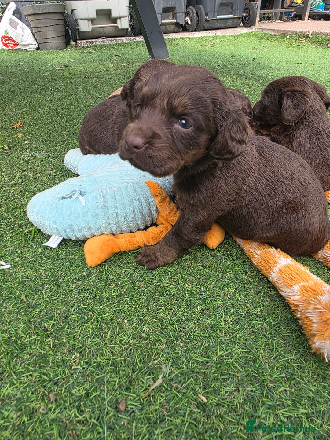 Cockerdor dogs for sale: F1 cockerdor puppies , cocker x labrador  - Image 9