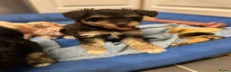 Poodle dogs for stud: Chocolate /White Miniature Schnauzer STUD BVA +MAC - Advert 4