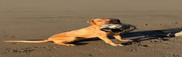 Labrador Retriever dogs for sale: STUNNING FOX RED PUPPIES - Advert 2