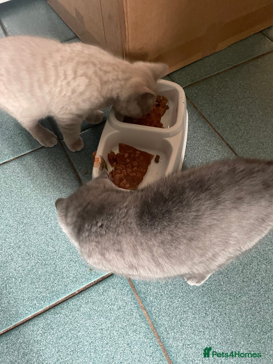 British Shorthair cats for sale: Beautiful British blue Kittens in Sheffield - Image 20