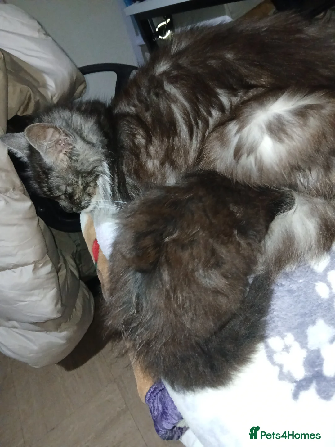 Mixed Breed cats for sale: Kittens for sale  - Advert 1