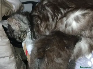 Mixed Breed cats Kittens for sale - Advert 2