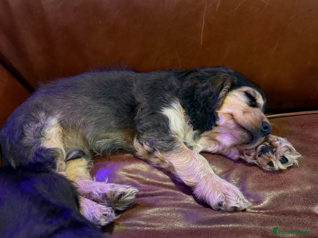 Cocker Spaniel dogs for sale: Dark Sable Cocker Spaniel Pups - Image 20