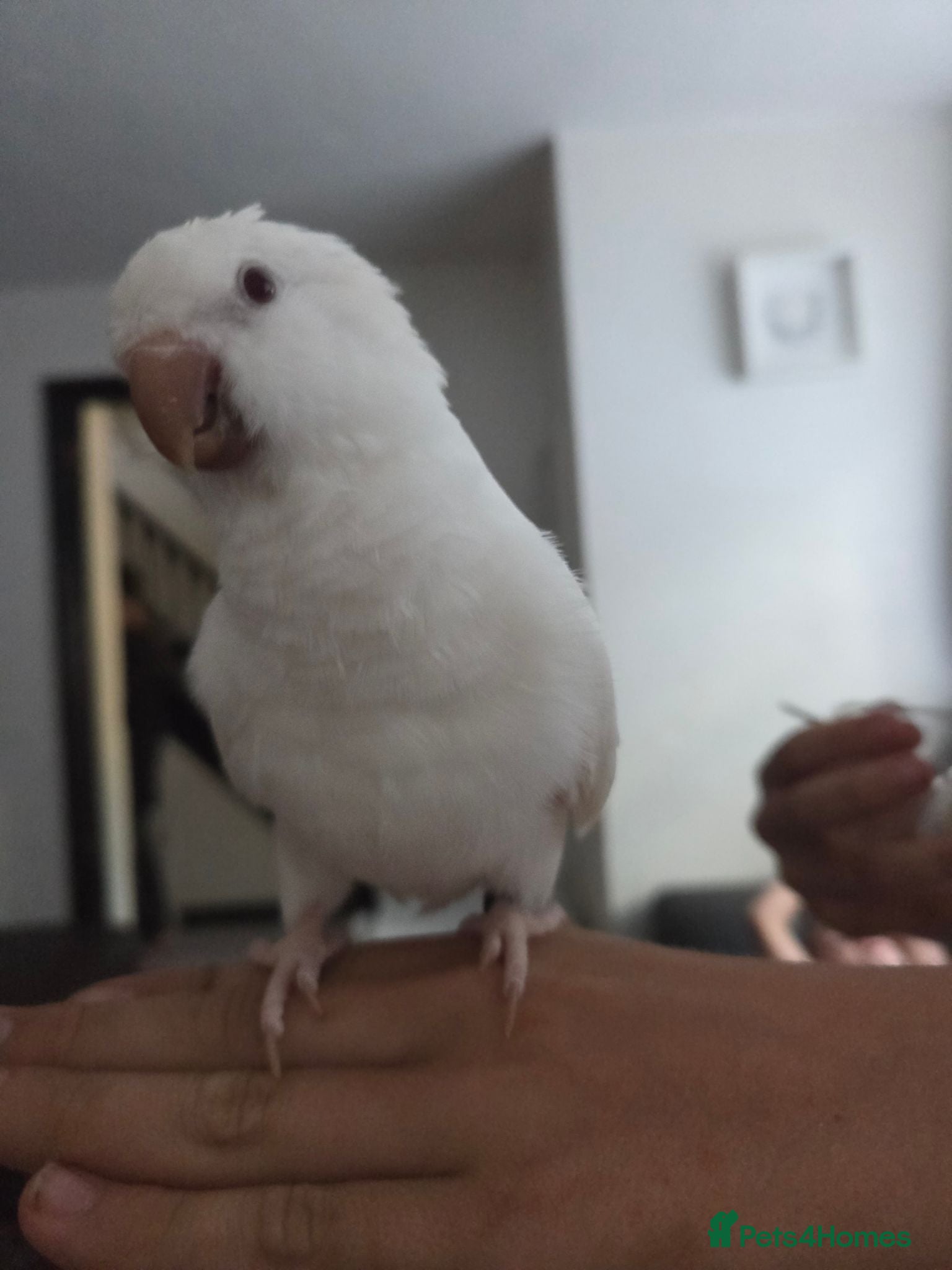 Parrots birds Hand reared Quaker parrot - Advert 7