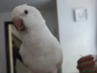 Parrots birds Hand reared Quaker parrot - Advert 1