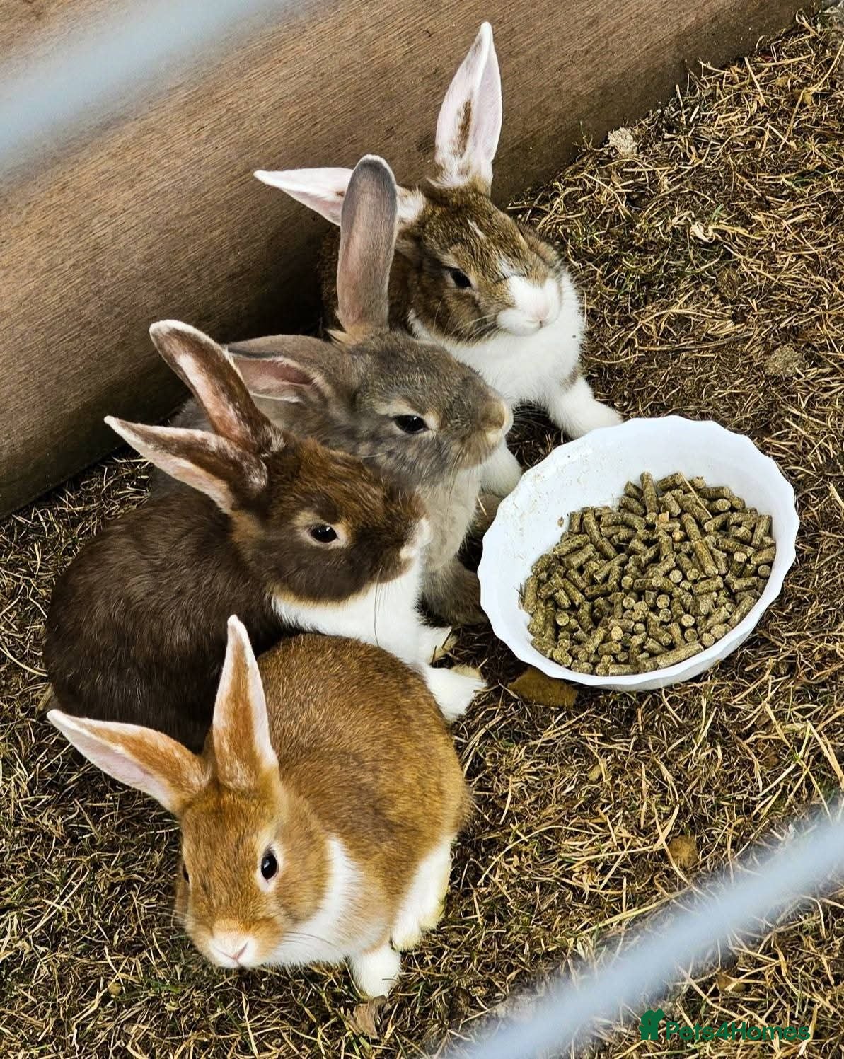 Mini Lop rabbits Rabbits - Advert 5