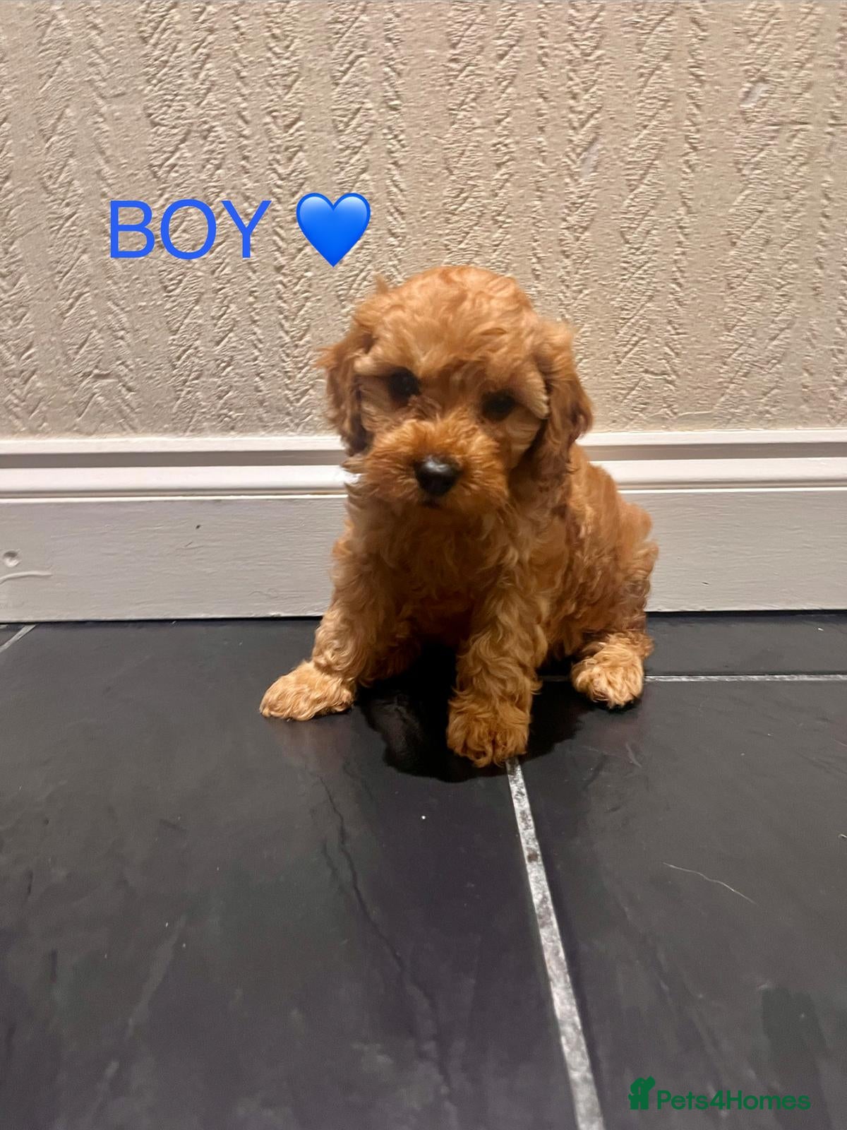 Cavapoo dogs CAVAPOO F1 PUPPYS ONLY 1 BOY+3 GIRLS AVAILABLE  - Advert 1