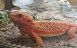 Bearded Dragon reptiles for sale: Red translucent bearded dragon for sale  - Advert 1