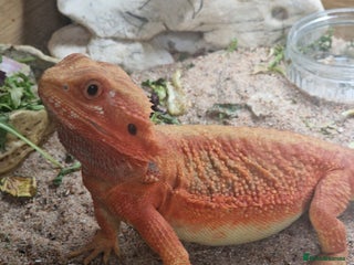 Bearded Dragon reptiles Red translucent bearded dragon for sale - Advert 7