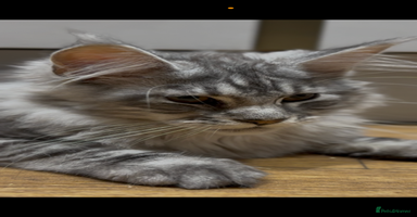 Maine Coon cats - Advert 5