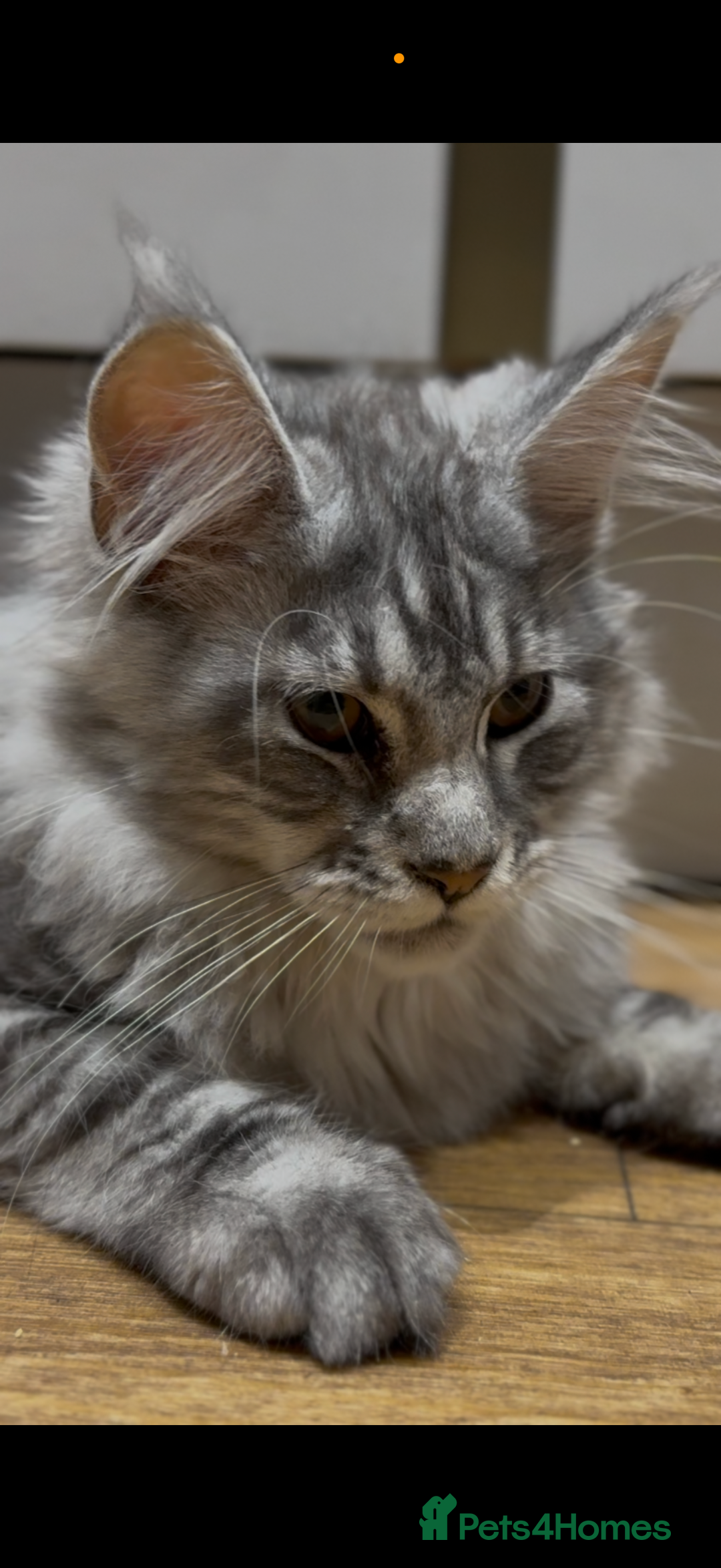 Maine Coon cats for sale: Maine coon kittens•Ready to leave•Fully vaccinated - Image 9
