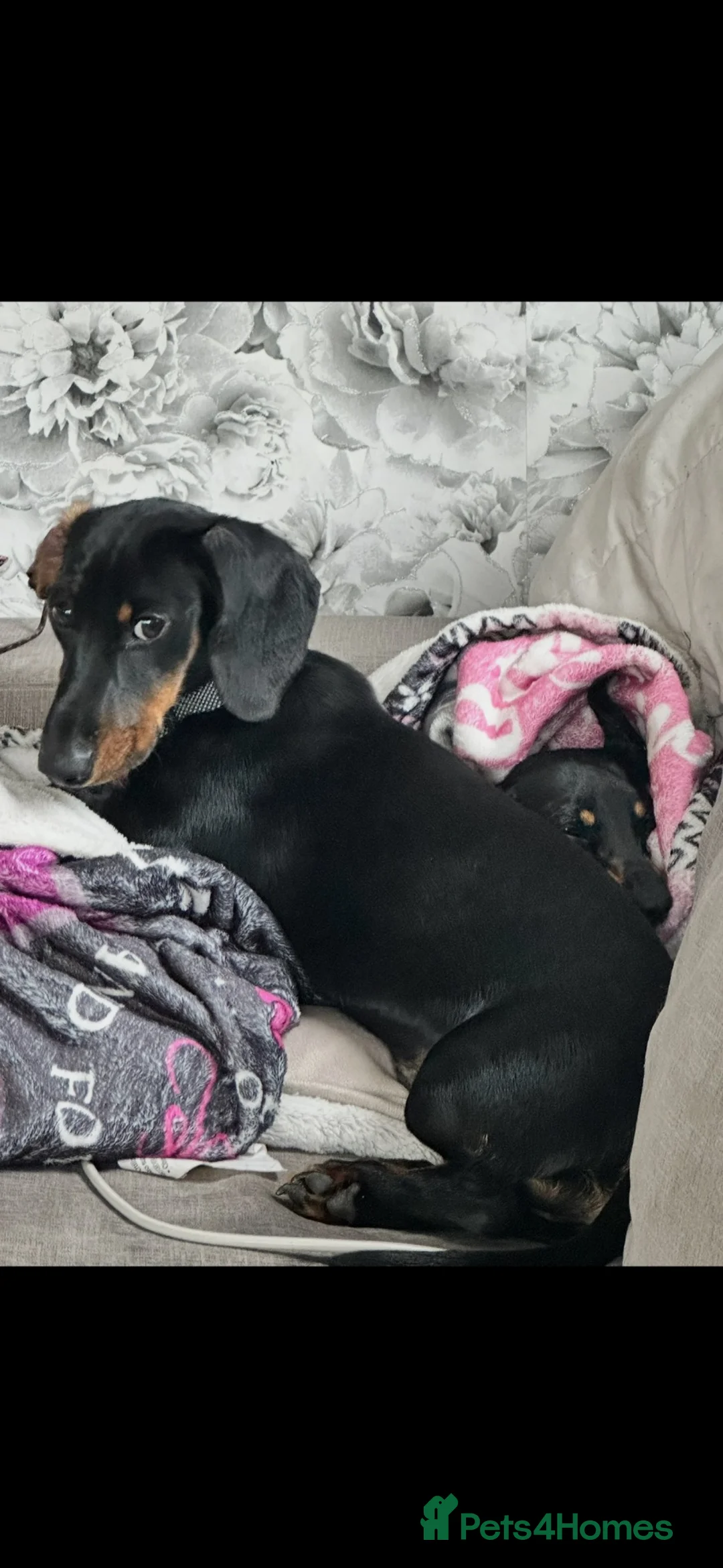 Miniature Dachshund dogs for sale: Meet scooby  - Advert 2
