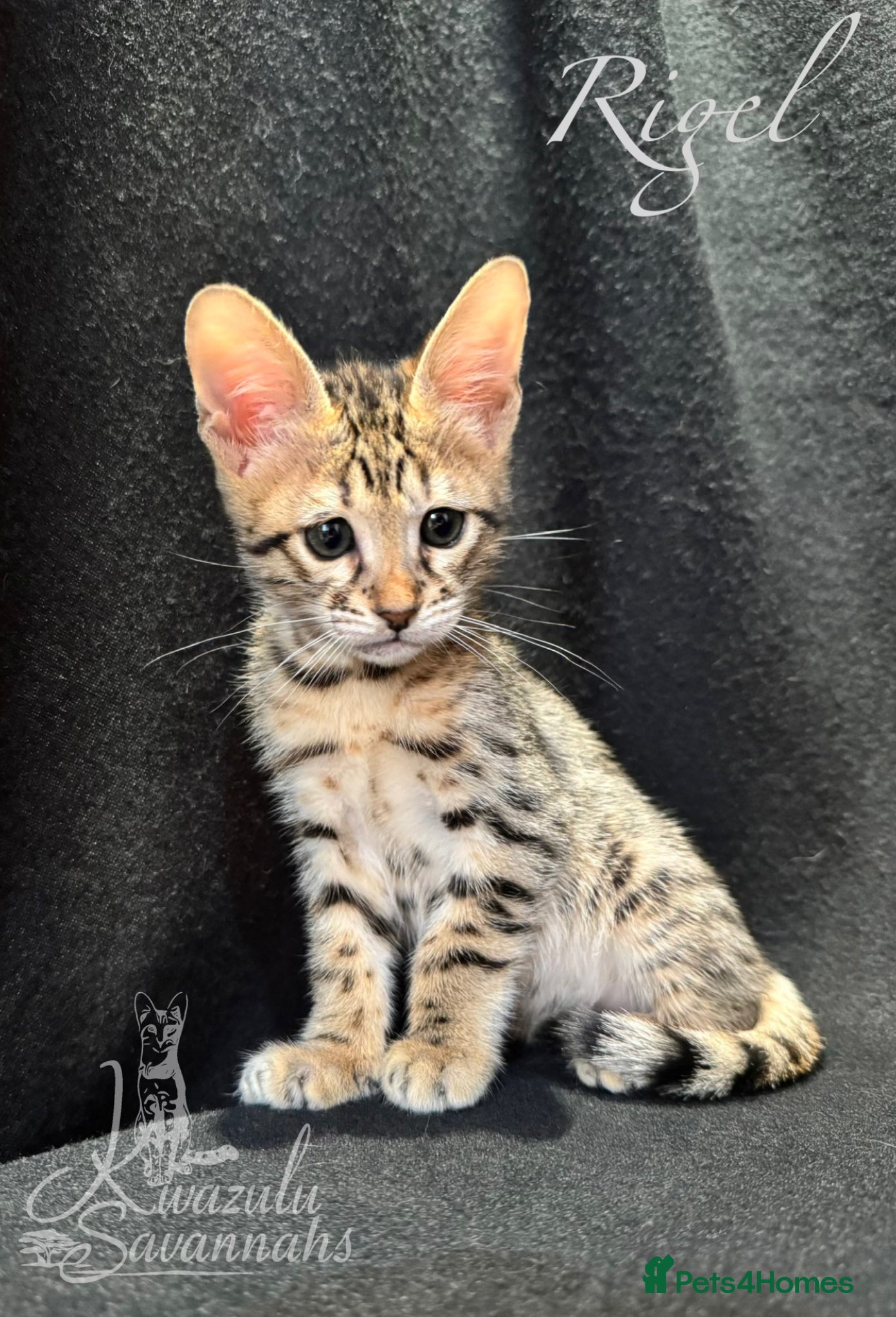 Savannah cats Excellent Quality Tica Registered Purebred kittens - Advert 2