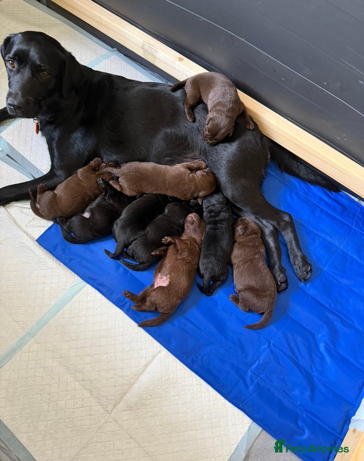 Labrador Retriever dogs Labrador puppies - Advert 2