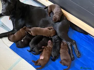 Labrador Retriever dogs Labrador puppies only 3 females left - Advert 3