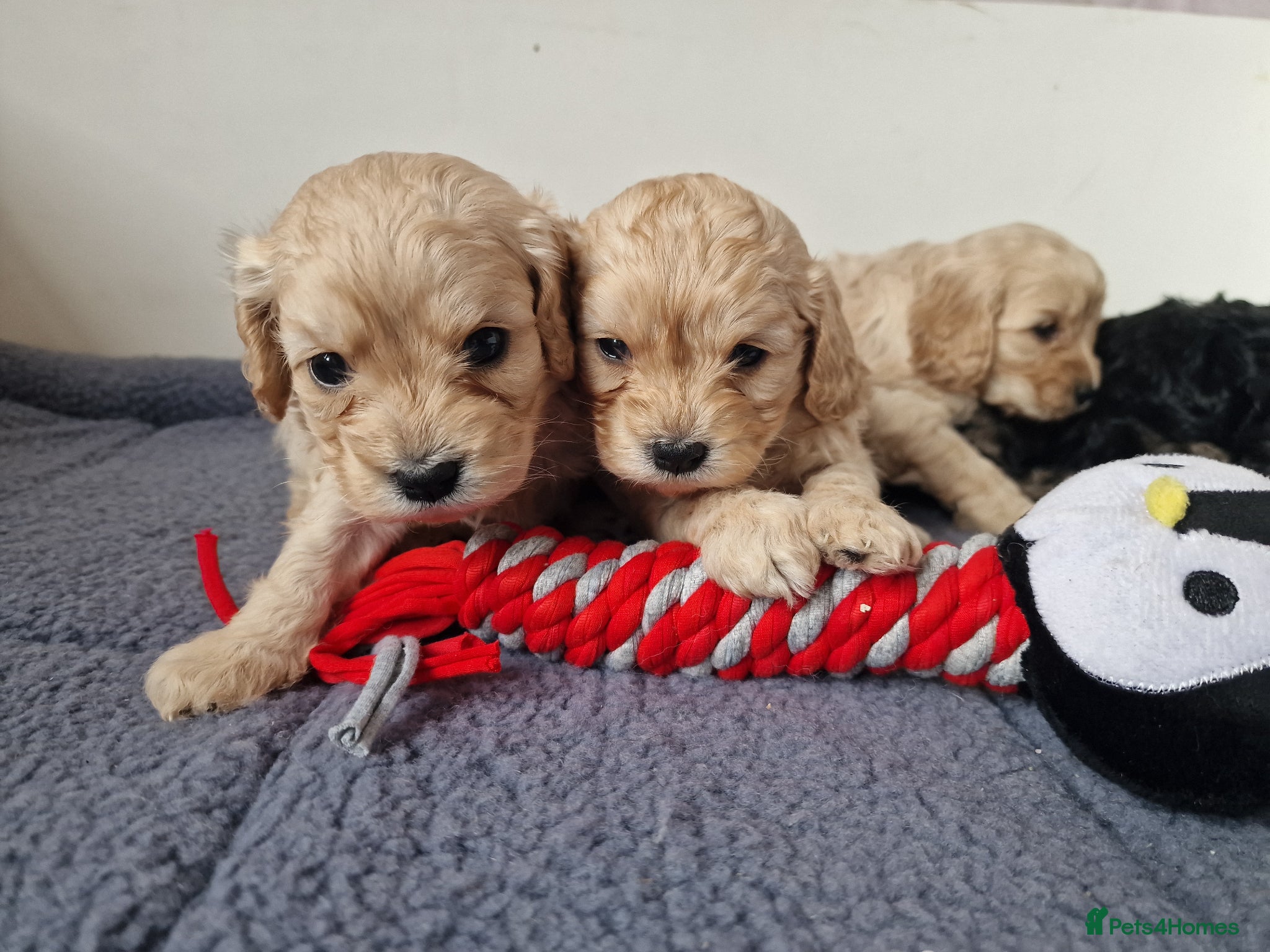 Cavapoo dogs for sale: Beautiful Champagne and Black Tan Cavapoo Pups - Advert 1