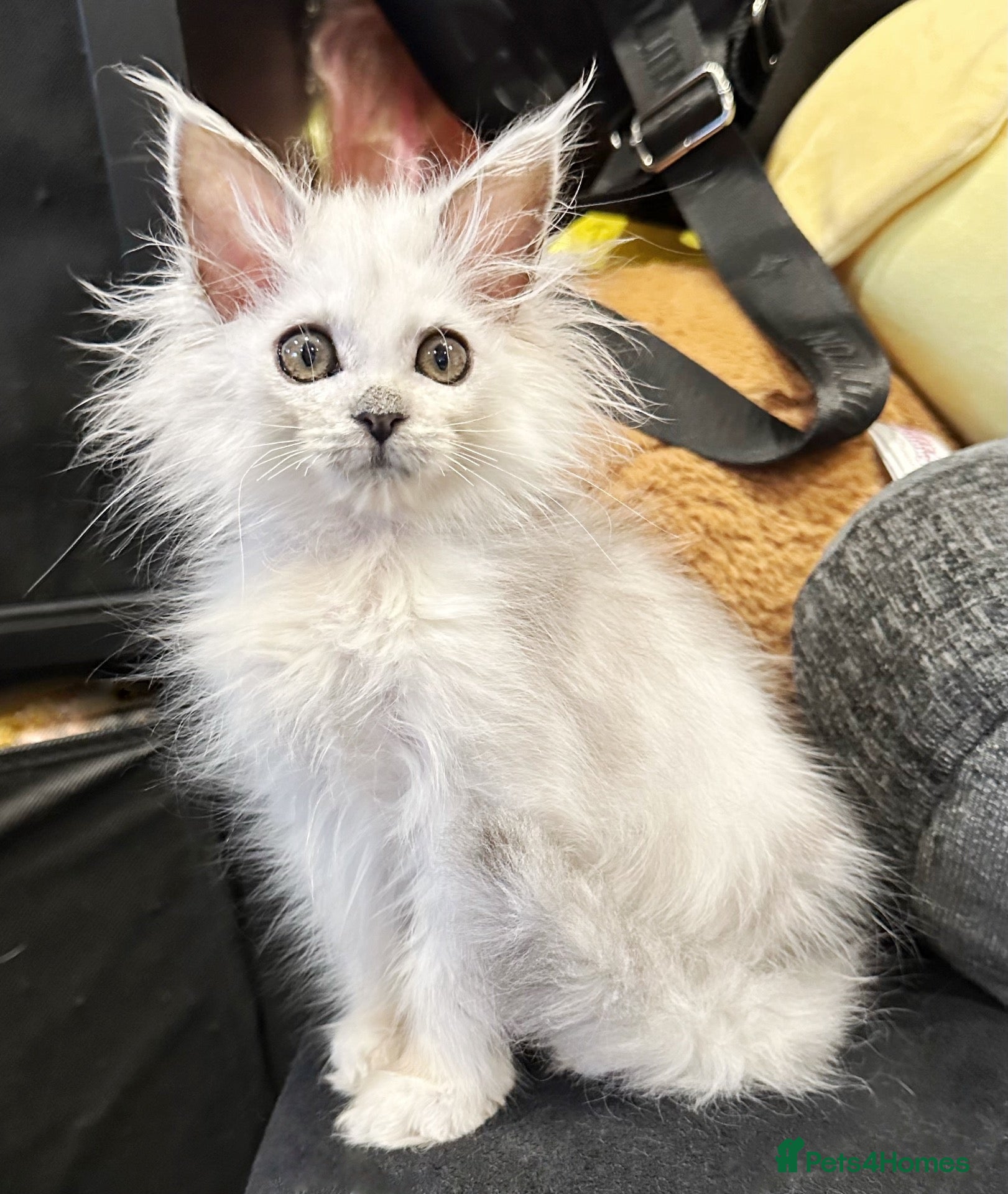 Maine Coon cats Stunning pure bred Maine Coon girls ❤️ - Advert 19