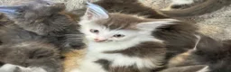 Mixed Breed cats for sale: Maine coon cross ragdoll kittens  - Advert 24