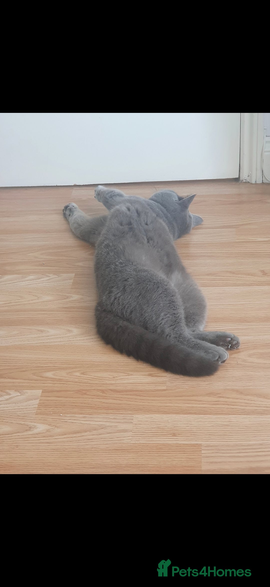British Shorthair cats for sale: Looking for a Loving Home for Luna 🐾 - Advert 2