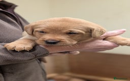 Labrador Retriever dogs for sale: KC Registered Working Labradors - Image 6