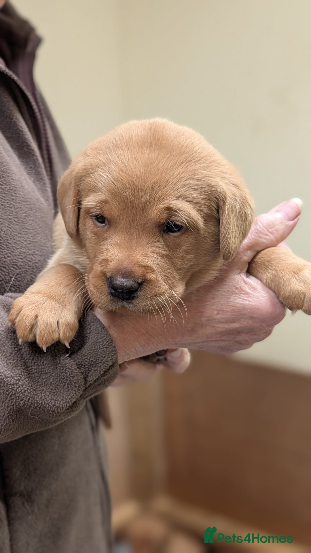 Labrador Retriever dogs for sale: KC Registered Working Labradors - Image 6