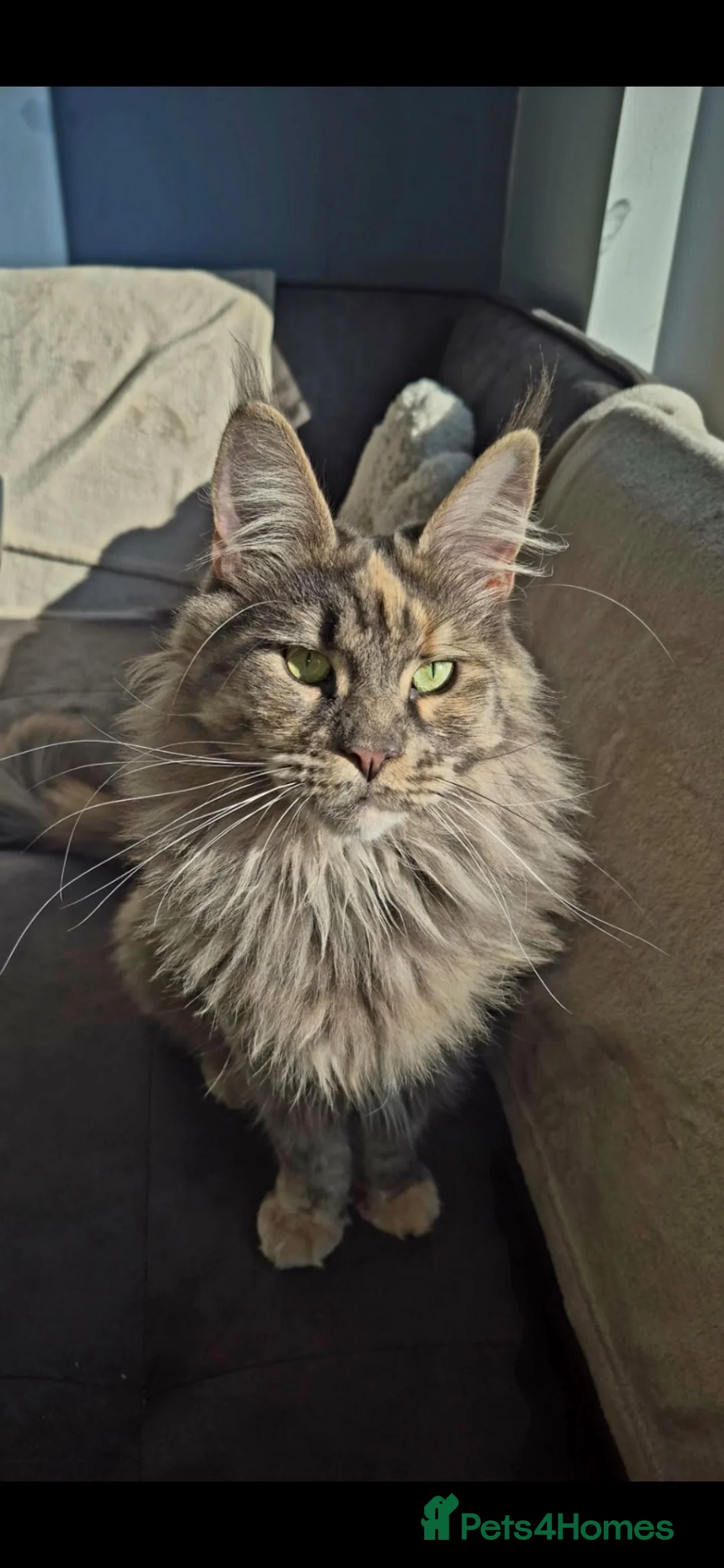 Maine Coon cats for sale:  Stunning Pedigree Female Maine Coon  in Leeds - Advert 2