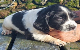 English Springer Spaniel dogs for sale: Quality Spaniel Litter at Sandaharr  - Image 8