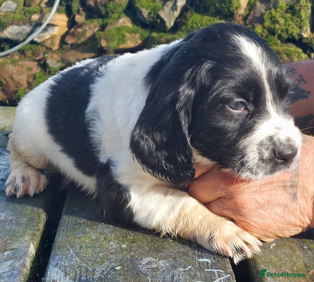 English Springer Spaniel dogs for sale: Quality Spaniel Litter at Sandaharr  - Image 8