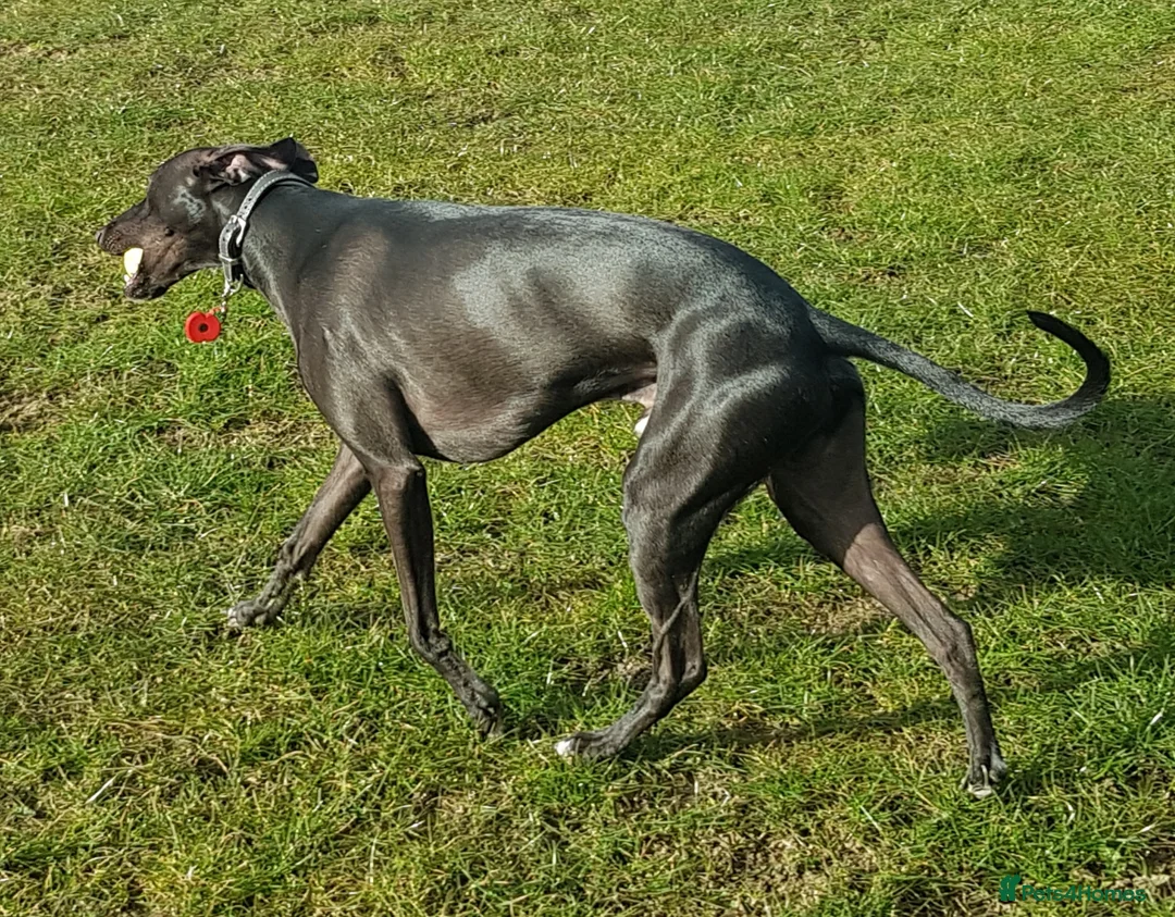 Whippet dogs for stud: Eidynrock Sangoma with Silkspun ,Sportingbred.X in Glasgow - Advert 12