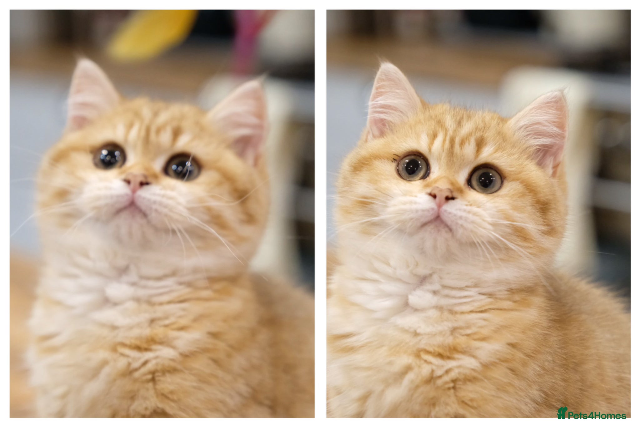 British Shorthair cats Ready Now- Adorable golden BSH girl TICA reg  - Advert 1