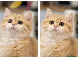 British Shorthair cats Ready Now- Adorable golden BSH girl TICA reg - Advert 1