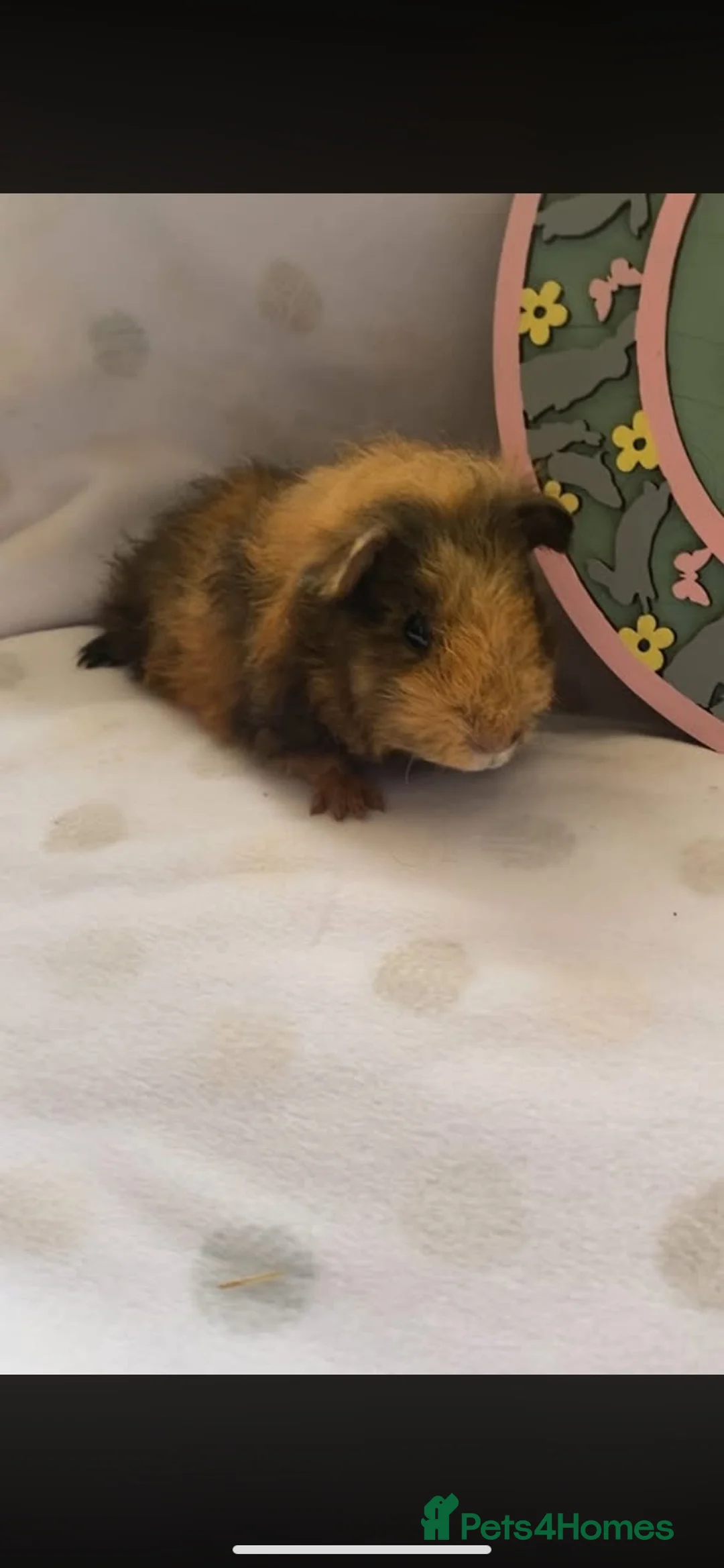 Guinea Pig rodents for sale: Beautiful baby guineapigs  - Advert 2