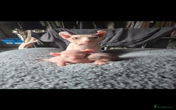 Sphynx cats for sale: From odd eyes father elf shpynx tica pedigree.  - Image 16