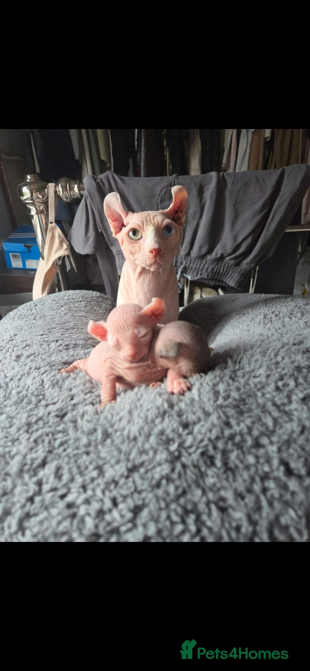 Sphynx cats for sale: From odd eyes father elf shpynx tica pedigree.  - Image 16